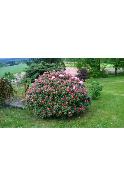 Саджанець Rhododendron Percy Wiseman